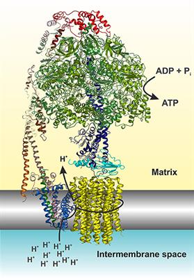 ATP Synthase Diseases of Mitochondrial Genetic Origin